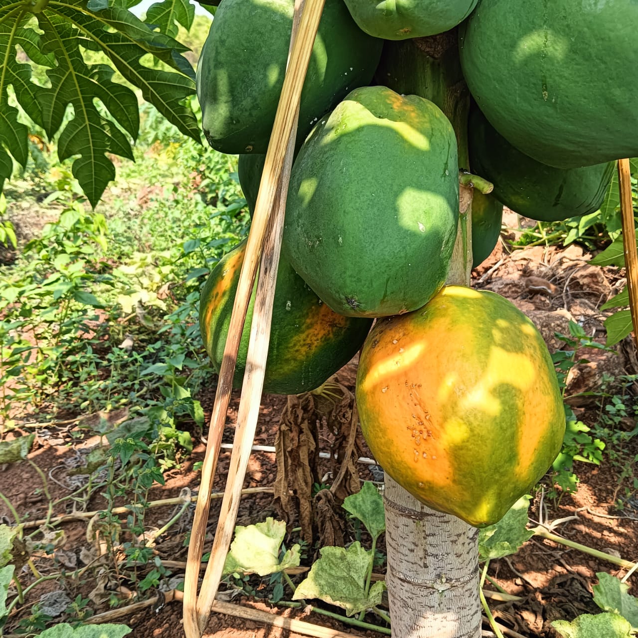Papaya 786